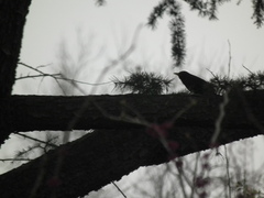 Anthus hodgsoni