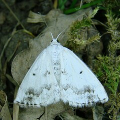 Lomographa temerata