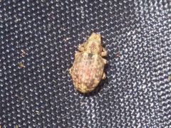 Strophosoma capitatum