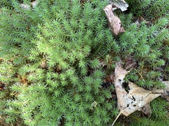 Polytrichum
