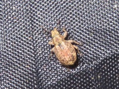 Strophosoma capitatum