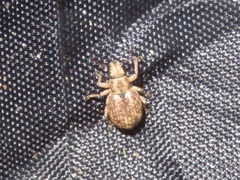 Strophosoma capitatum