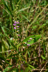 Tadehagi triquetrum