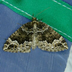 Lampropteryx suffumata