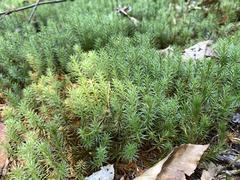 Polytrichum