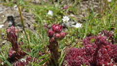 Sempervivum arachnoideum