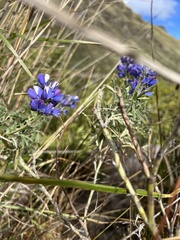 Lupinus pubescens