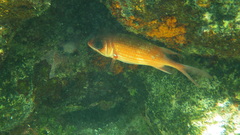 Holocentrus adscensionis