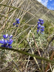 Lupinus pubescens