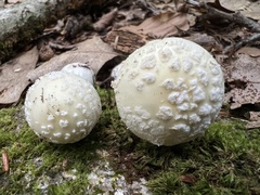Amanita multisquamosa