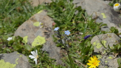 Myosotis alpestris