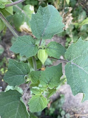Physalis grisea