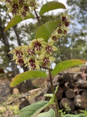 Asclepias auriculata