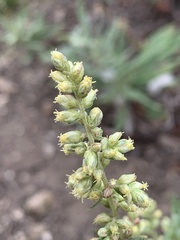 Artemisia douglasiana