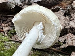 Amanita multisquamosa