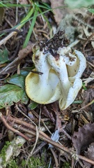 Albatrellus