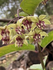 Asclepias auriculata