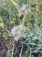 Taraxacum erythrospermum