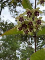 Asclepias auriculata