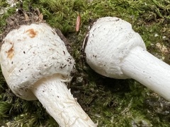 Amanita multisquamosa