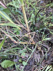 Taraxacum erythrospermum