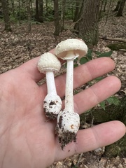 Amanita multisquamosa