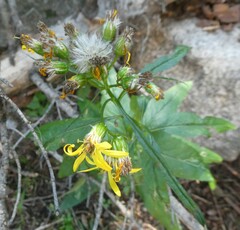 Senecio triangularis