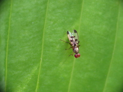 Geomyza tripunctata