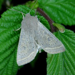 Orthosia gracilis