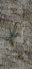 Anolis conspersus