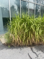 Miscanthus sinensis