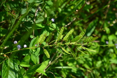 Tadehagi triquetrum