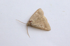 Erebidae