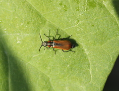 Anthocomus rufus