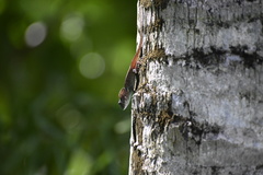 Anolis conspersus