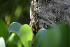 Anolis conspersus