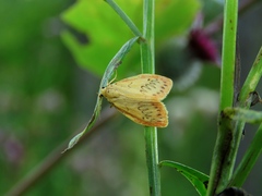 Miltochrista miniata