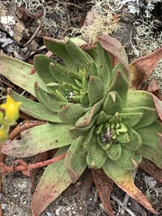 Dudleya