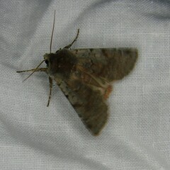 Orthosia incerta