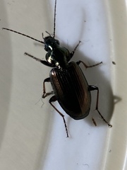 Agonum muelleri