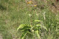 Inula helenium