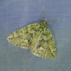 Chloroclysta siterata