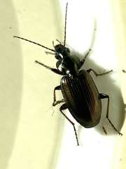Agonum muelleri