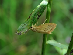 Miltochrista miniata