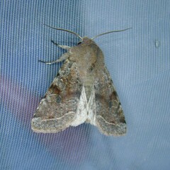 Orthosia incerta