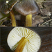 Date Waxcap - Photo (c) jonathan_mack, some rights reserved (CC BY-NC), uploaded by jonathan_mack