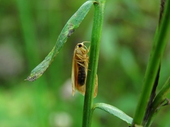 Miltochrista miniata