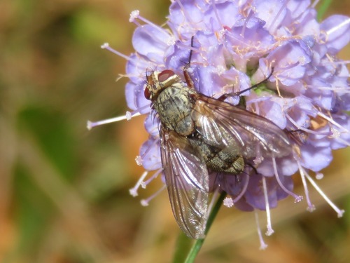 Prosena siberita, Wassenaar, Nederland, photo 8 of 10