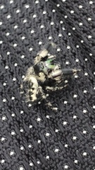Phidippus otiosus