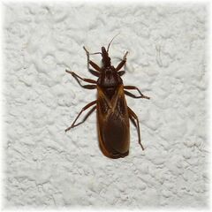 Triatoma